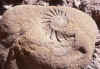 Ammonite