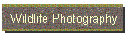 Wildlife Photography