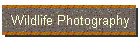Wildlife Photography